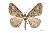 藏品(姬三線猗尺蛾)的圖片